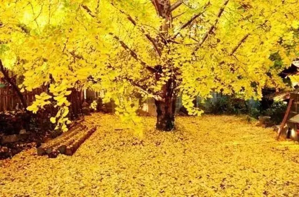 騰沖旅游地鐵廣告 騰沖旅游地鐵廣告